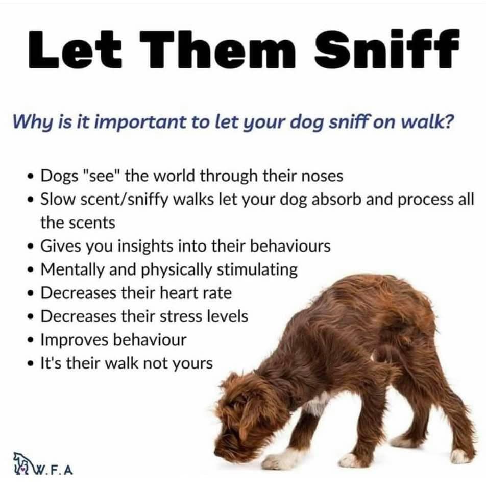 Let them snif
